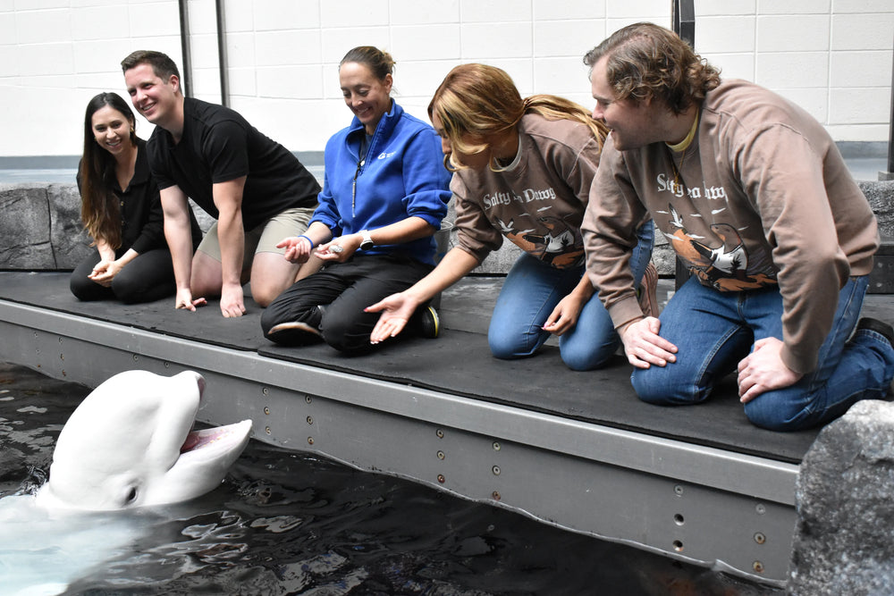 Ocean Conservation Mission